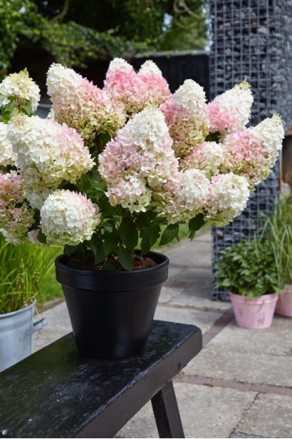 Гортензия метельчатая Стробери Блоссом в контейнере